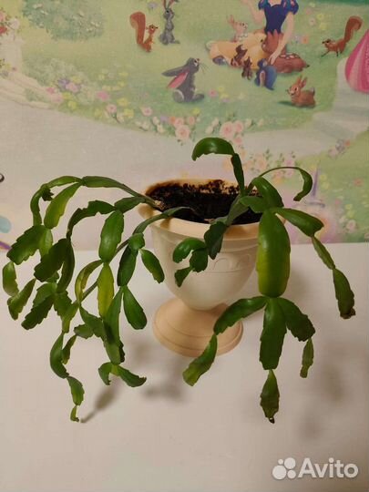 Комнатные цветы декабрист