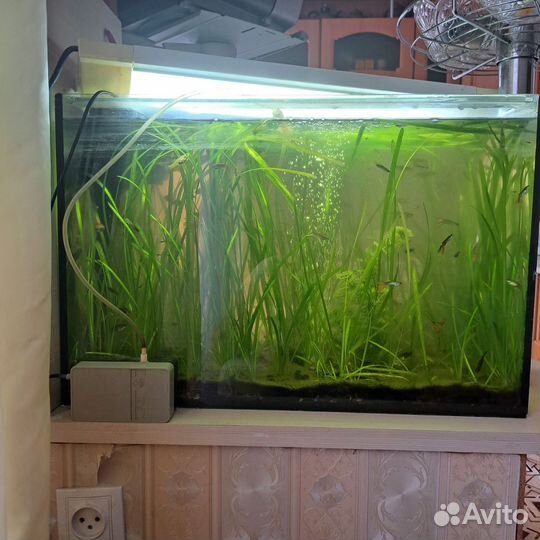 Аквариум