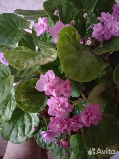 Фиалка трейлерные сорта