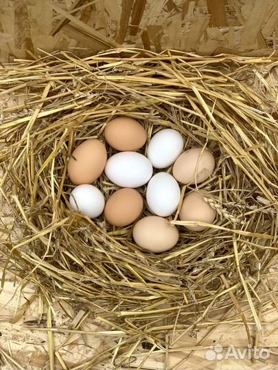 Инкубационное яйцо и яйцо пищевое
