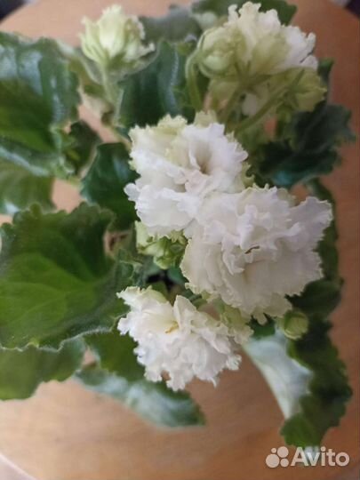 Сортовые фиалки