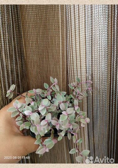 Каллизия розовая и Крибо