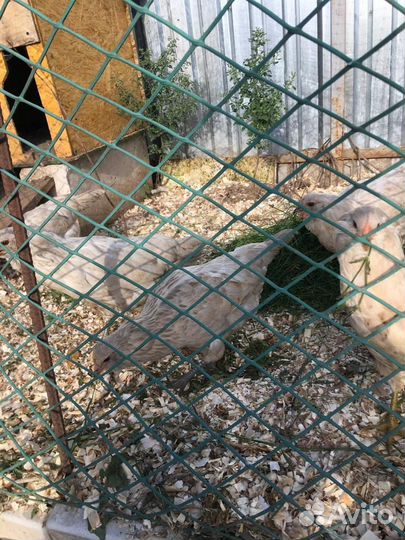 Куры амераукана