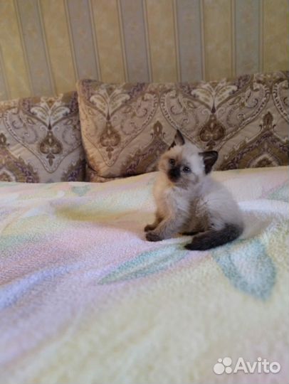 Котенок девочка в добрые руки
