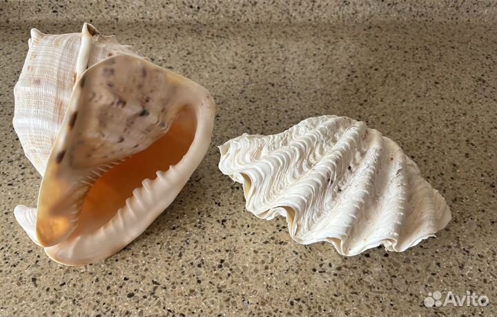 Раковина морская большая