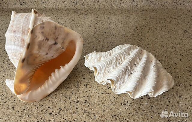 Раковина морская большая
