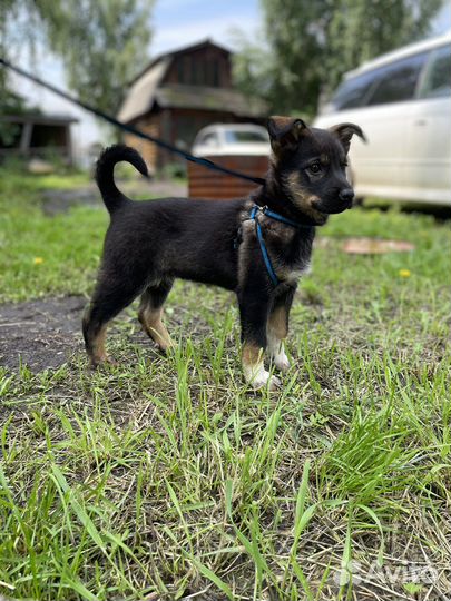 Щенок- девочка ищет семью
