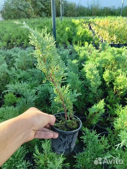 Можжевельник казацкий «Тамарисцифолия»