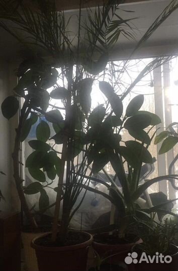 Финиковая пальма, взрослая