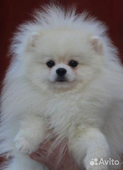 Приглашаем сук на вязки