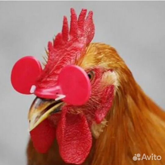 Мясо домашних петушков