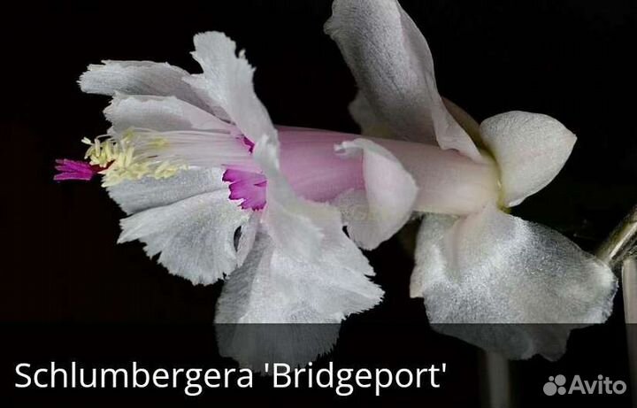 Декабрист или шлюмбергера