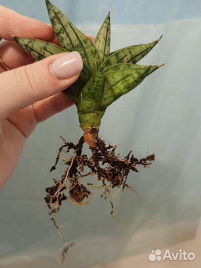 Сансевиерия Инти