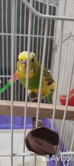 Клетка для волнистого попугая