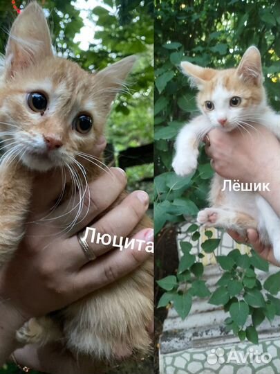 Кошки и котята