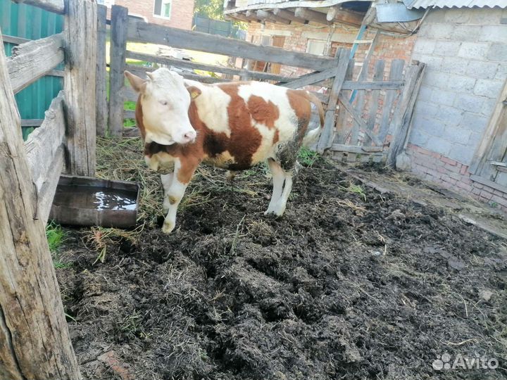 Бычки и телки