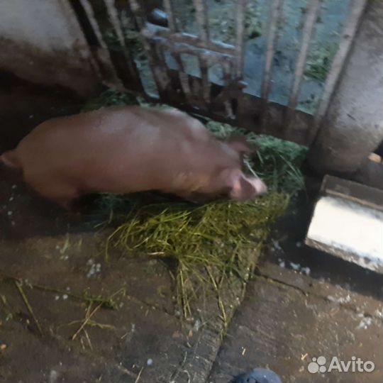 Поросята породы дюрок