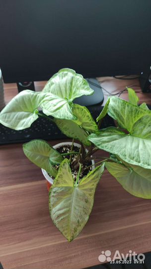 Цветы комнатные