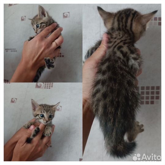 Бенгальская кошка