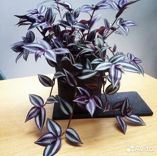 Традесканция Зебрина