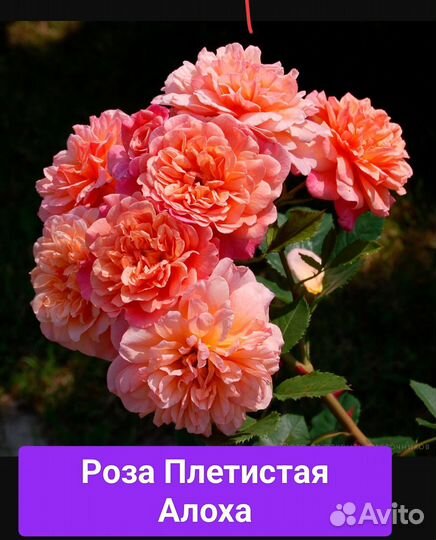 Розы плетистые саженцы