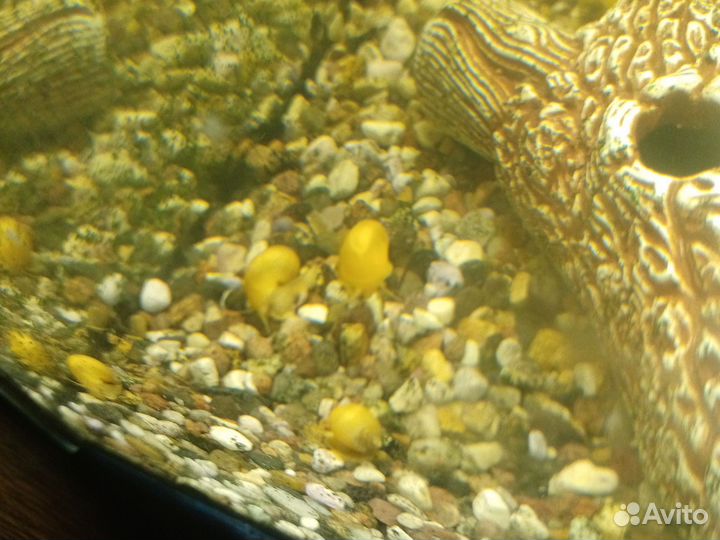 Жёлтые аквариумные улитки