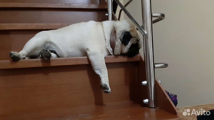 Мопс для Дам