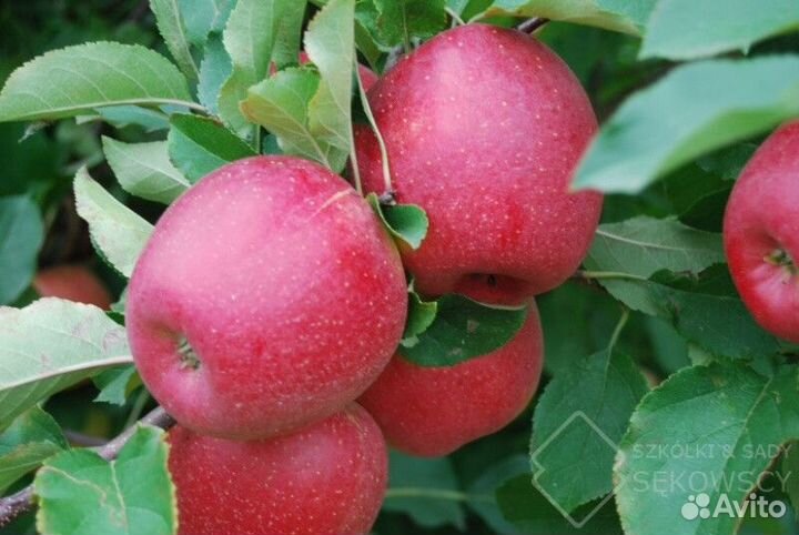 Яблоня зимостойкая В ассортименте Высота от 2м