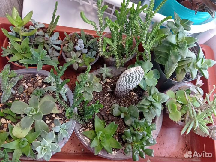 Садики из суккулентов