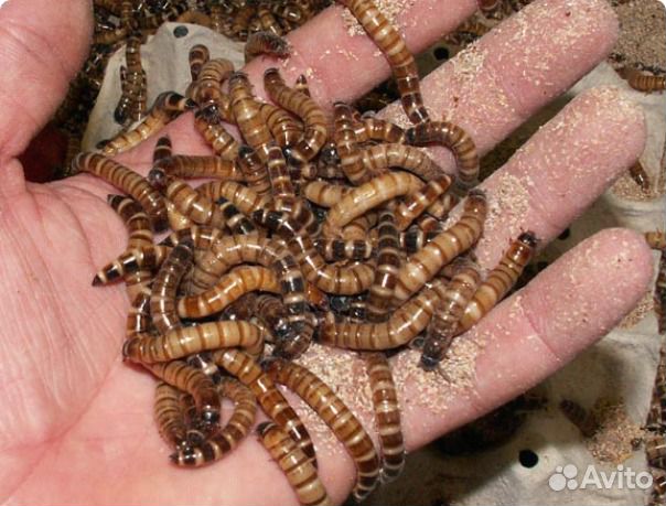 Зофобас и мучной червь