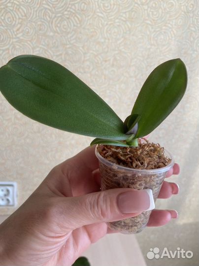 Орхидея фаленопсис sogo yukidian