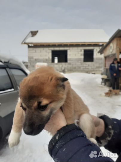 Щенки 2 дев 4мес от небольшой собачки