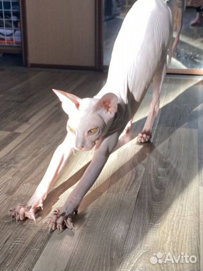 Вязка Донской Сфинкс