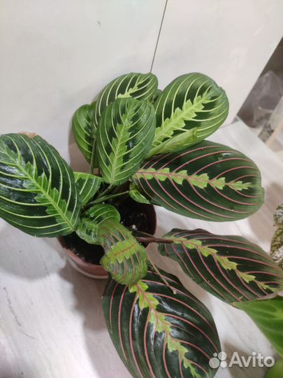 Маранты и др.ком растения