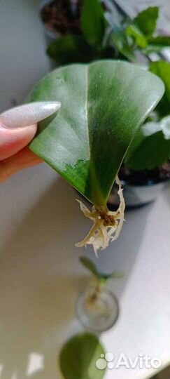 Пеперомия туполистная