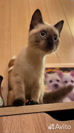 Девочка в добрые руки