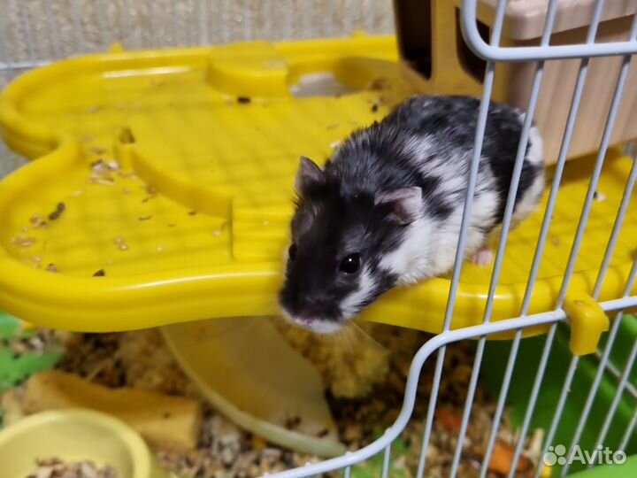 Хомяки (девочки) с клеткой