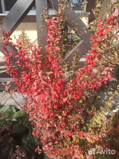 Семена барбарисов разные сорта