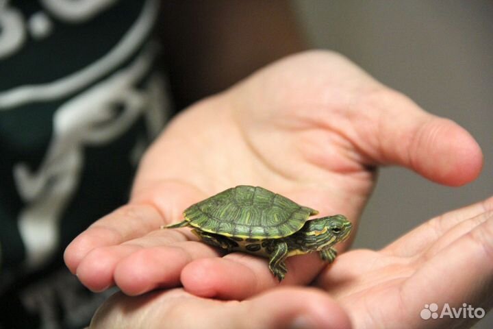 Герпетолог, Специалист по рептилиям и земноводным