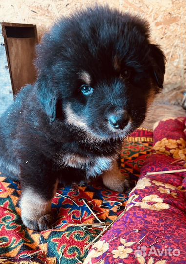 Банхар Монгольская овчарка