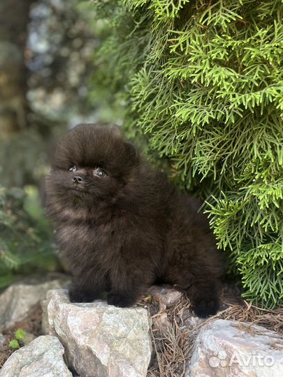 Супер мишки