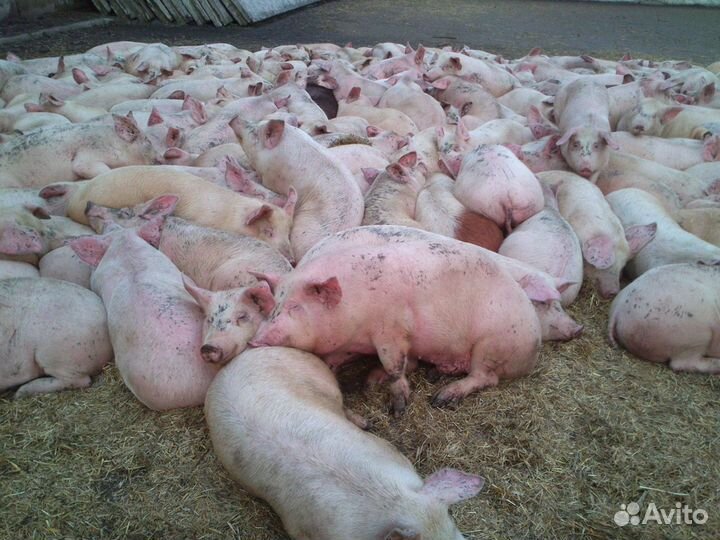 Мясо свинины (полутуши, шея, окорок, лопатка.)