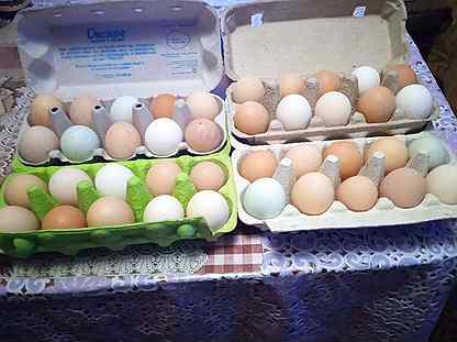 купить яйца для закладки в инкубаторе