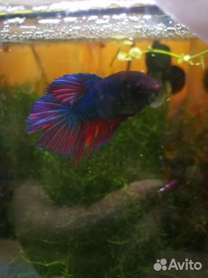 Рыбка петушок