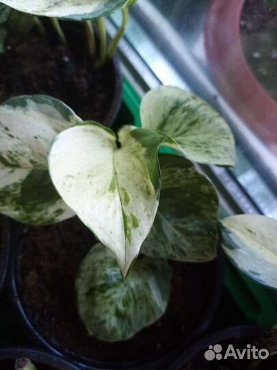 Сциндапсус хеппи лиф