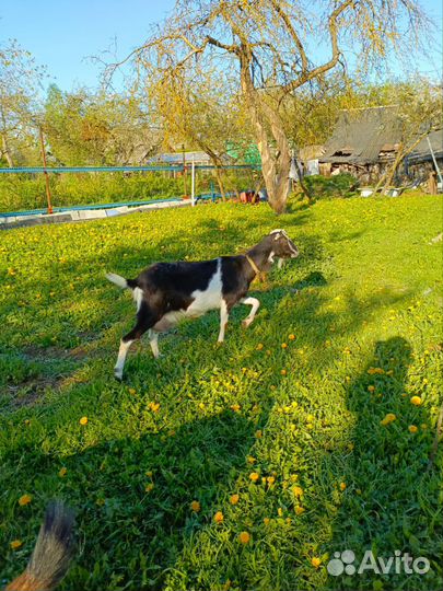 Коза и козлята