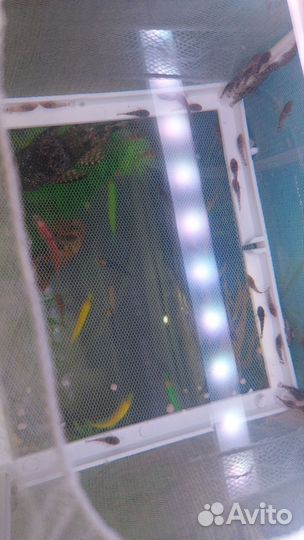 Сомики анциструсы