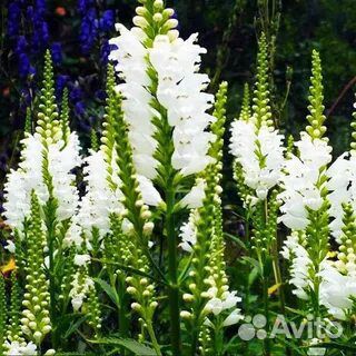 Физостегия