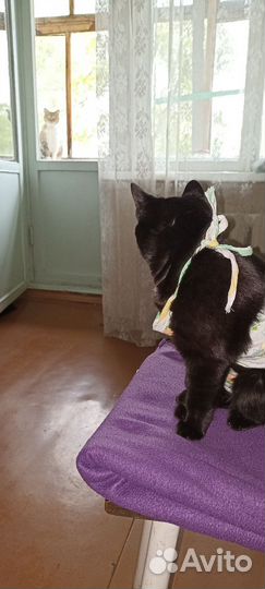 Трехцветная