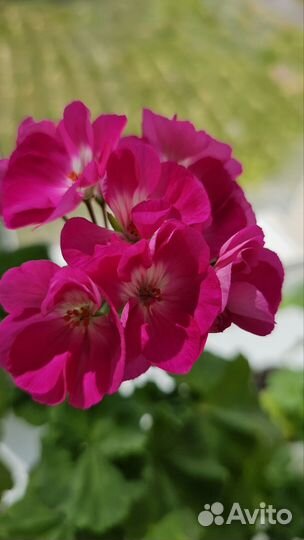 Герань пеларгония